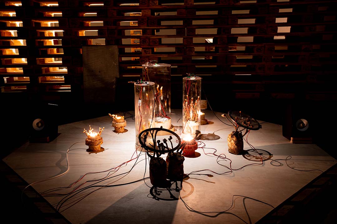 An installation of fungi against a backdrop of recycled pallets at REFUSE.